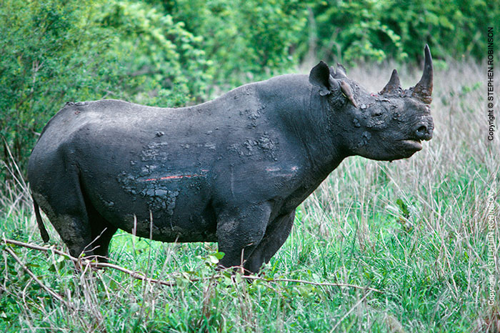 013_MR.503-EXTINCT-Luangwa-Valley-Black-Rhino-[with-fight-wounds]-Zambia