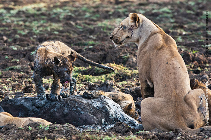 020_ML.11089-Lioness-&-Cub-at-Kill-Luangwa-Valley-Zambia