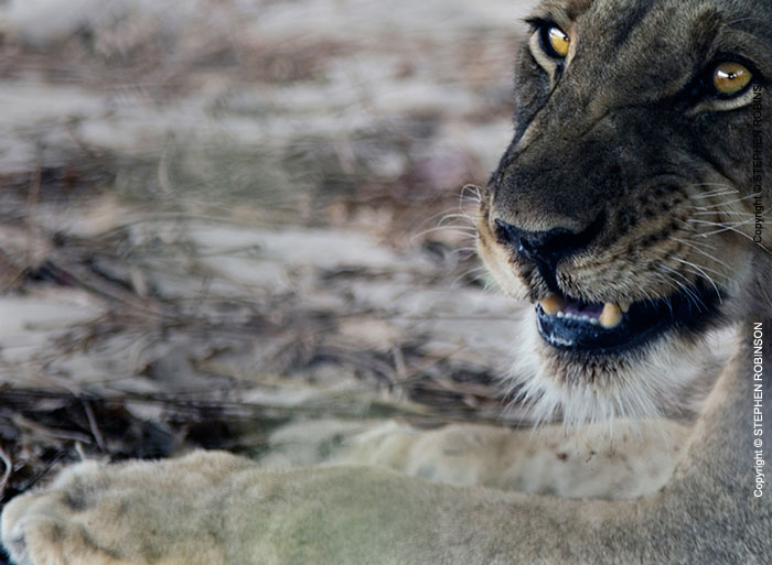 023_ML.0737-African-Lion-Female-Eyes-Luangwa-Valley-Zambia