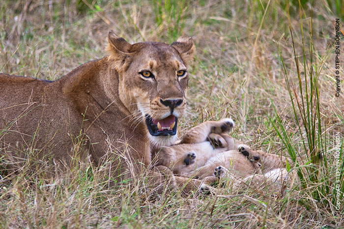 026_ML.1077-Lioness-&-newborn-cubs-Luangwa-Valley-Zambia