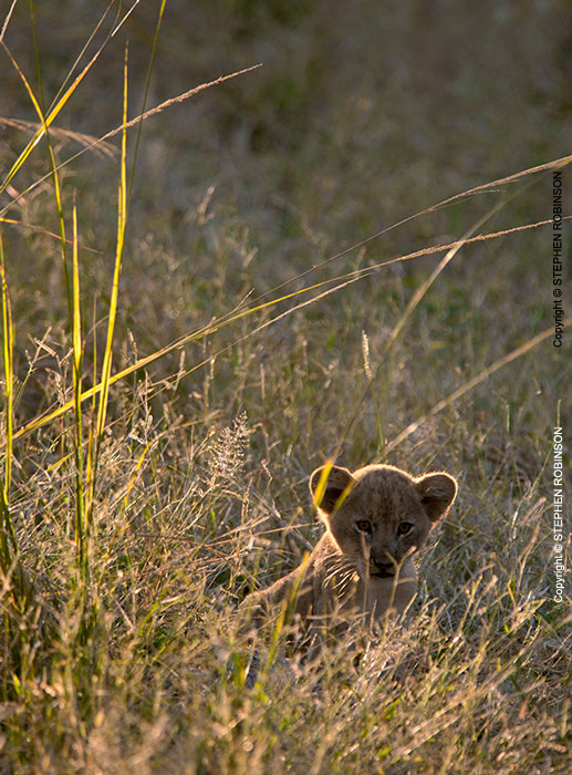 030_ML.1070V-Lion-cub-newborn-Luangwa-Valley-Zambia-